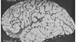 A diagram of brain regions from the early 20th century